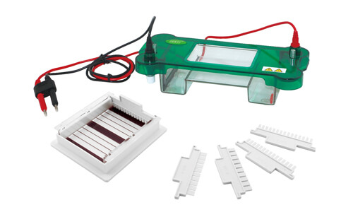 Interpretación de resultados y lectura de mediciones en electroforesis horizontal YR03416