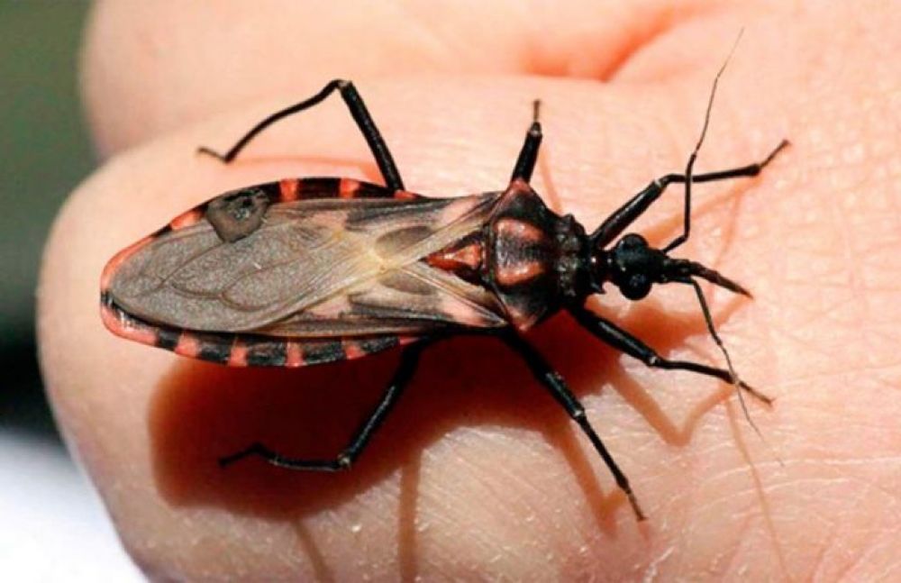 La enfermedad de Chagas: Tripanosomiasis Americana